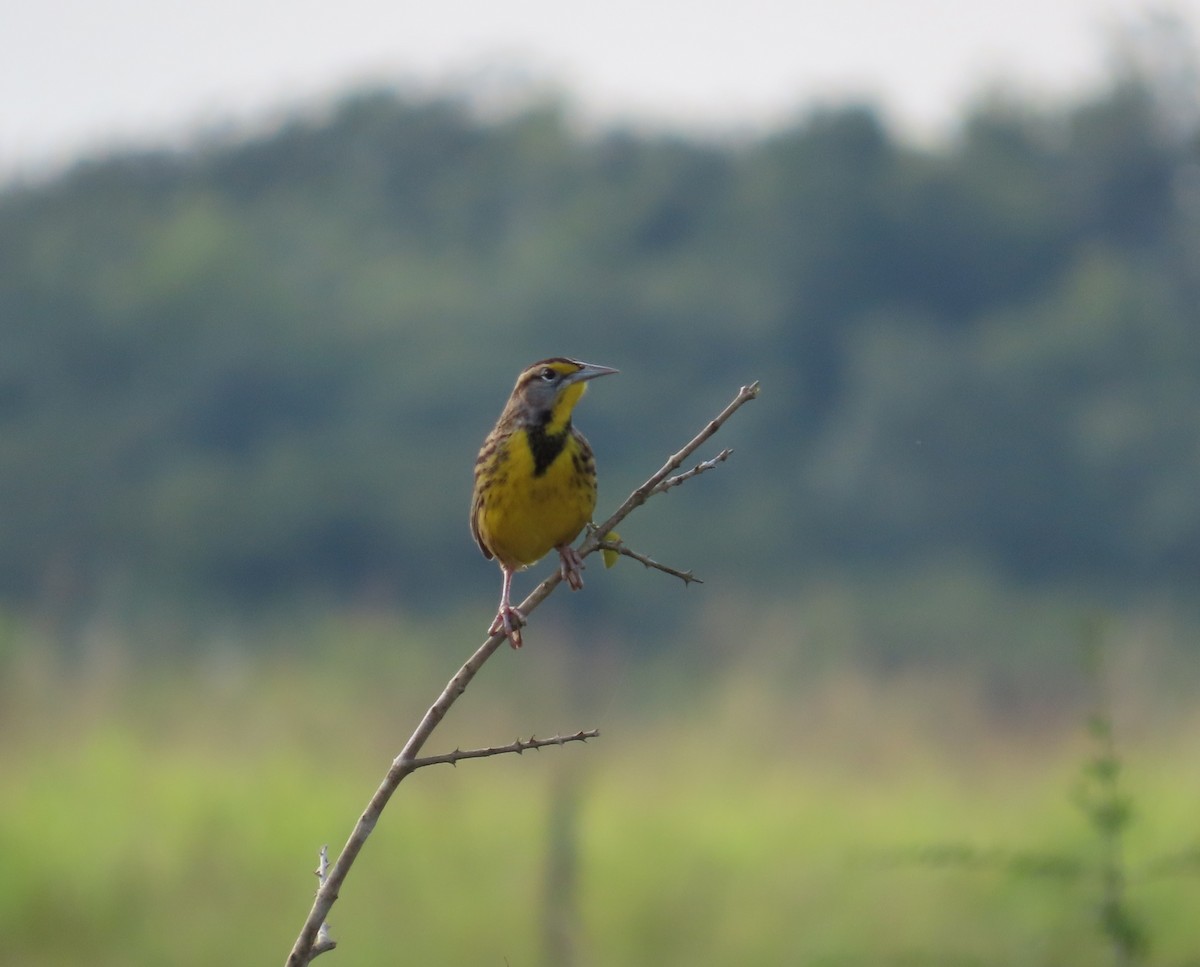 Eastern Meadowlark - ML646812876