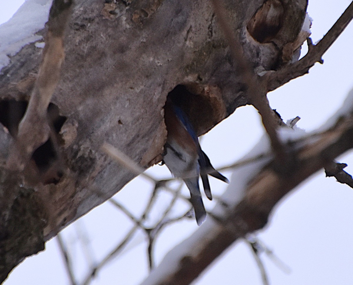 Eastern Bluebird - ML646812880