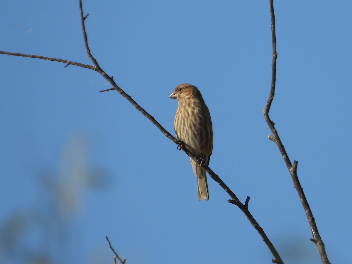 House Finch - ML646812882