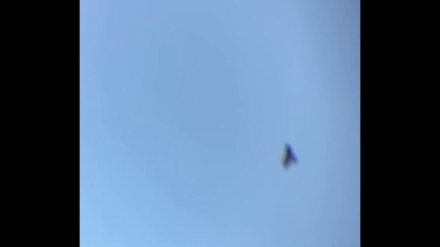 Águila Real - ML646812883