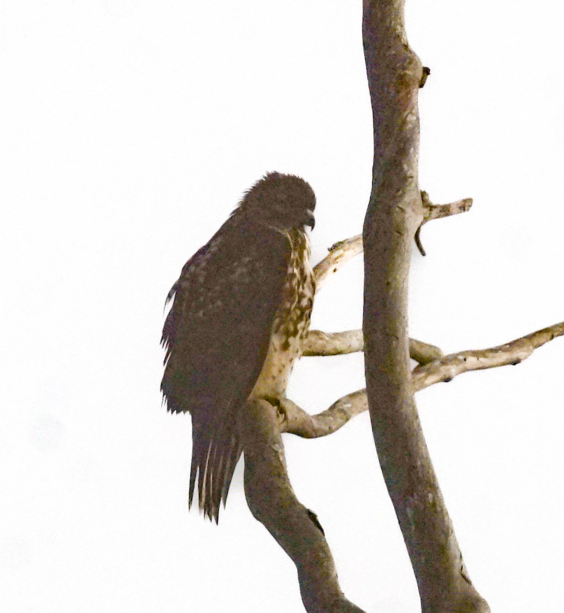 Red-tailed Hawk - ML646812885