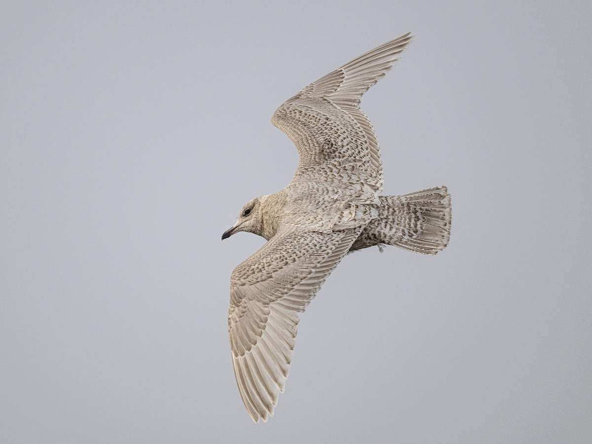 Kaio hegalzuria - ML646812887