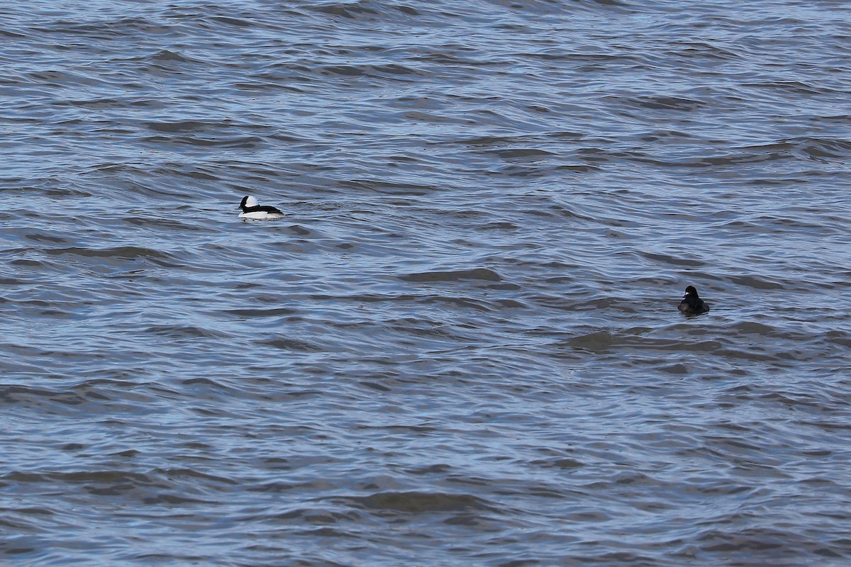 Bufflehead - ML646812888