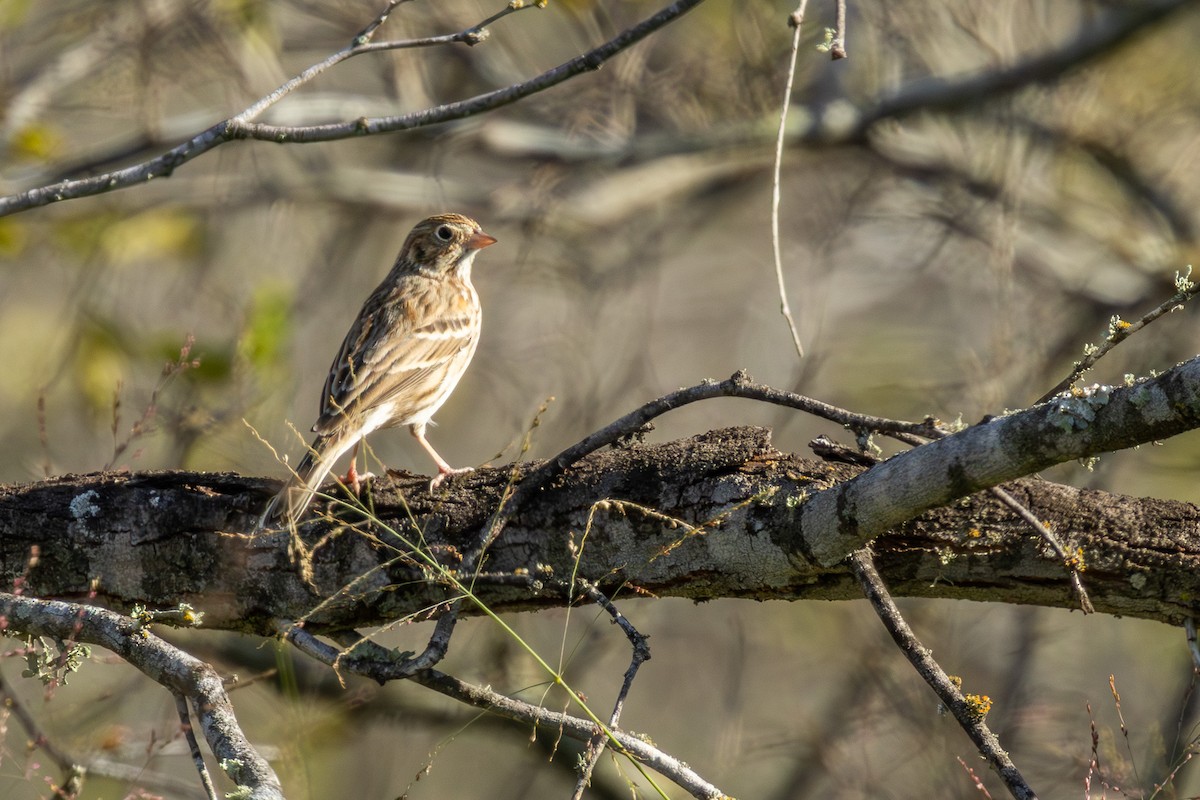 Пасовник польовий - ML646812891