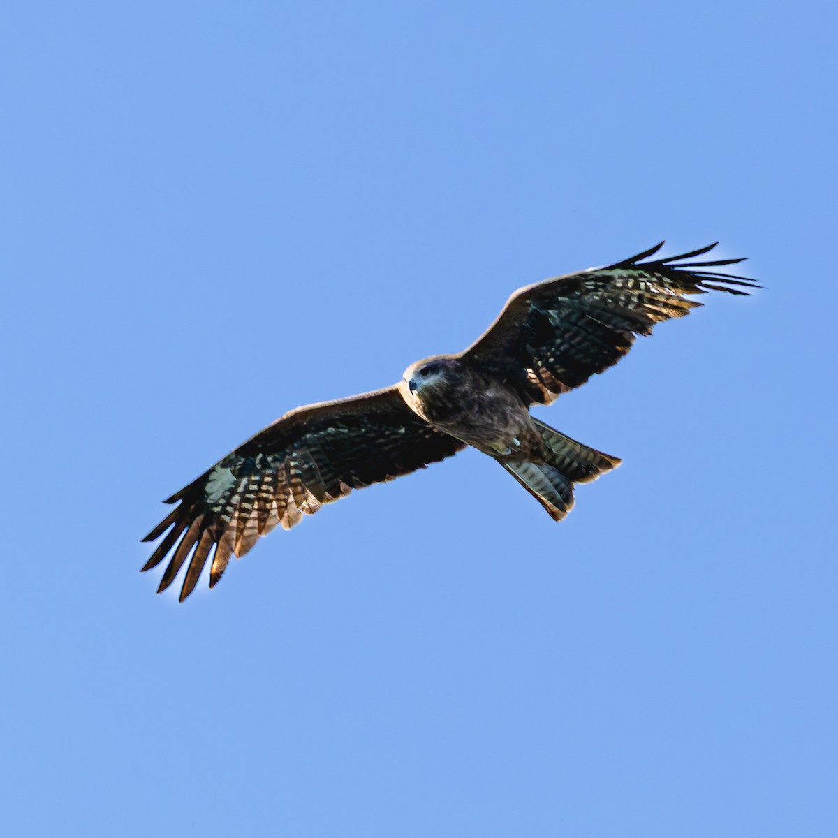 Milano Negro - ML646812894