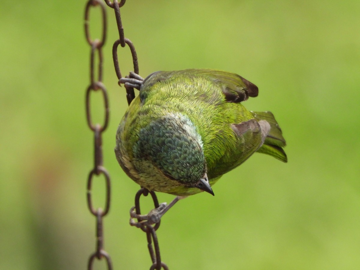 Black-capped Tanager - ML646812895