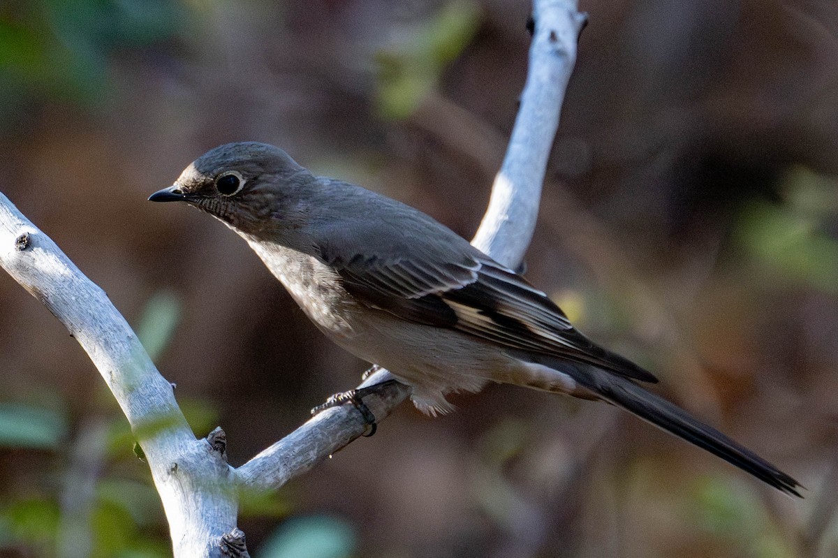 Townsend's Solitaire - ML646812901