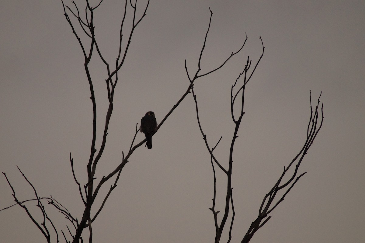 Australian Hobby - ML646812905