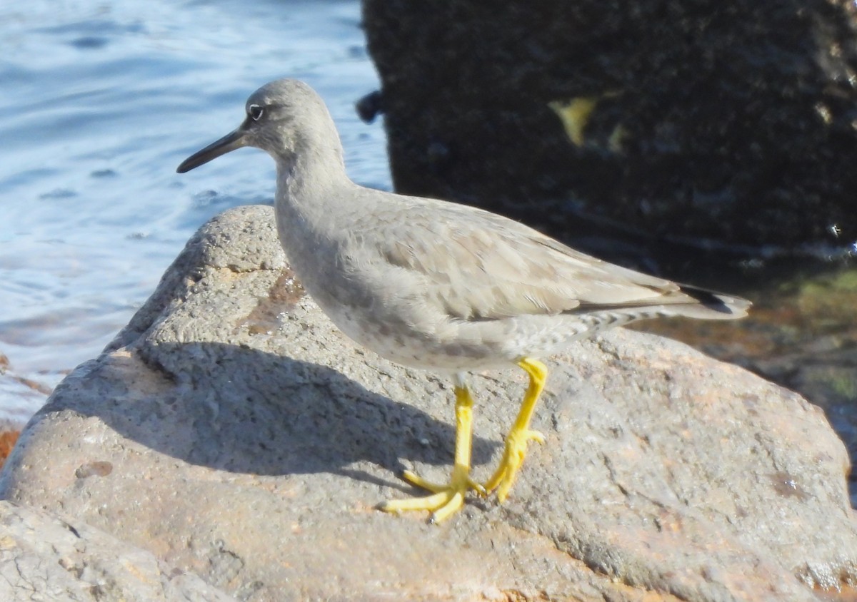 Kuliska alderraia - ML646812910