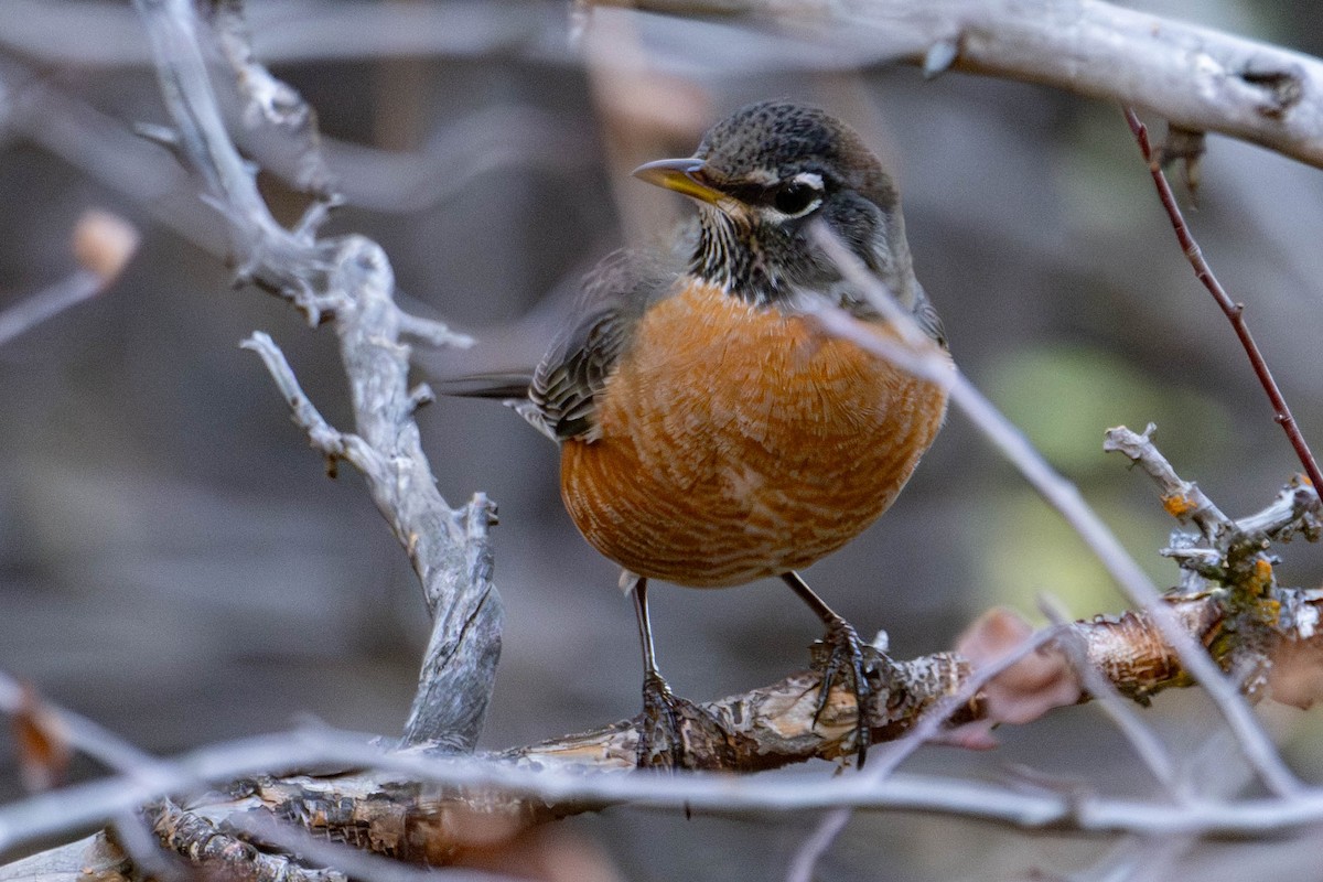 Zozo papargorria - ML646812911