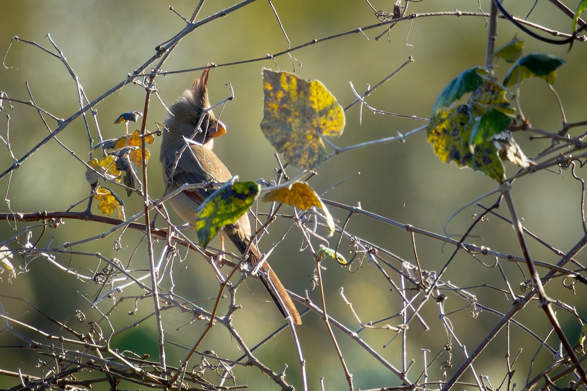 Кардинал червоногорлий - ML646812913