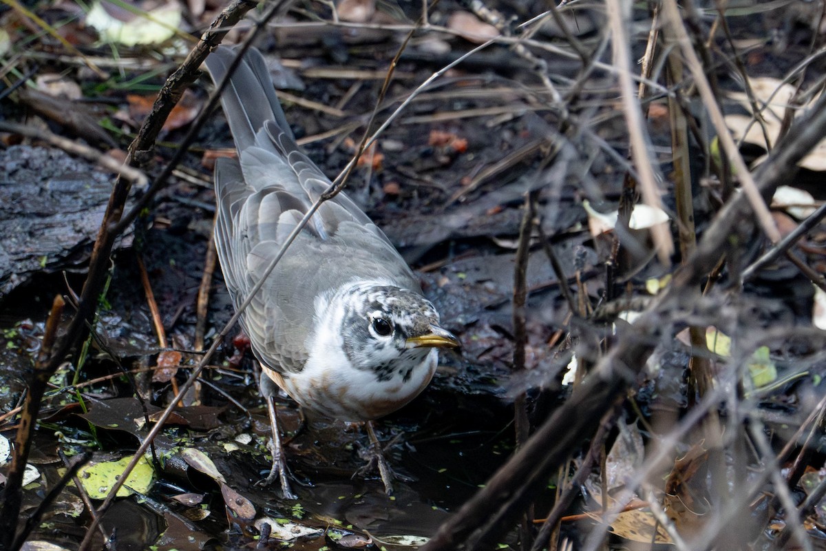 Zozo papargorria - ML646812914