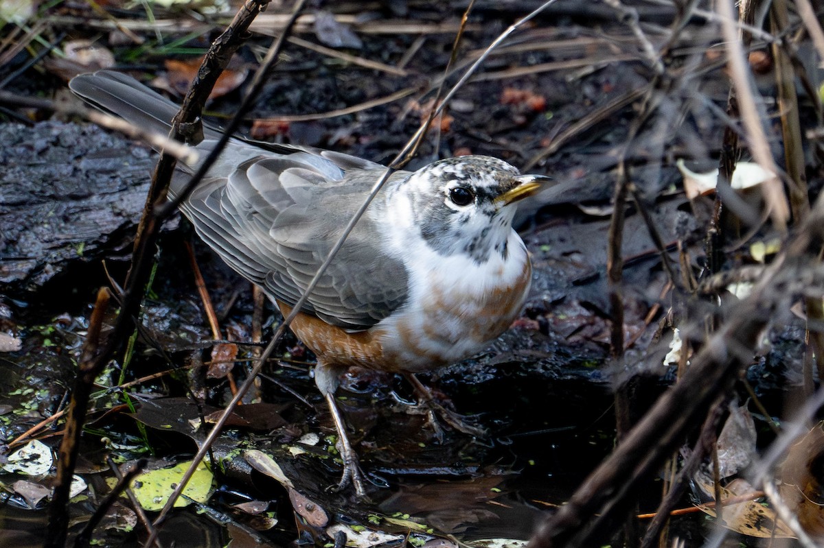 Zozo papargorria - ML646812915