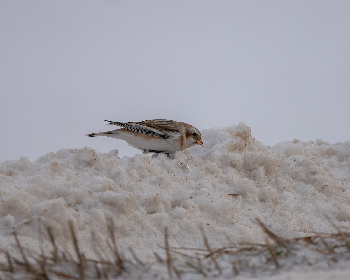 גיבתון שלג - ML646812916