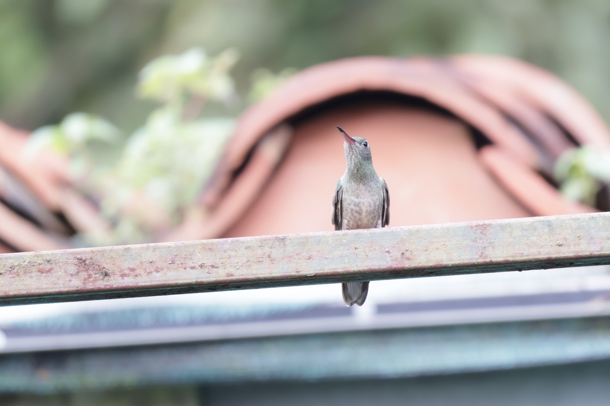 Scaly-breasted Hummingbird (Cuvier's) - ML646812918