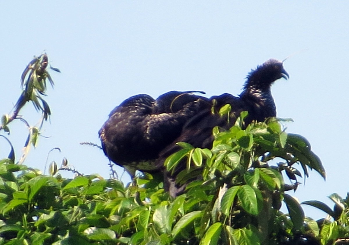 kamiš růžkatý - ML646812919