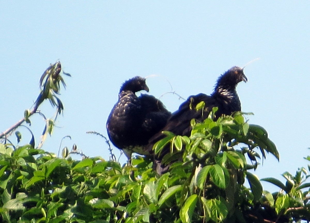 kamiš růžkatý - ML646812920