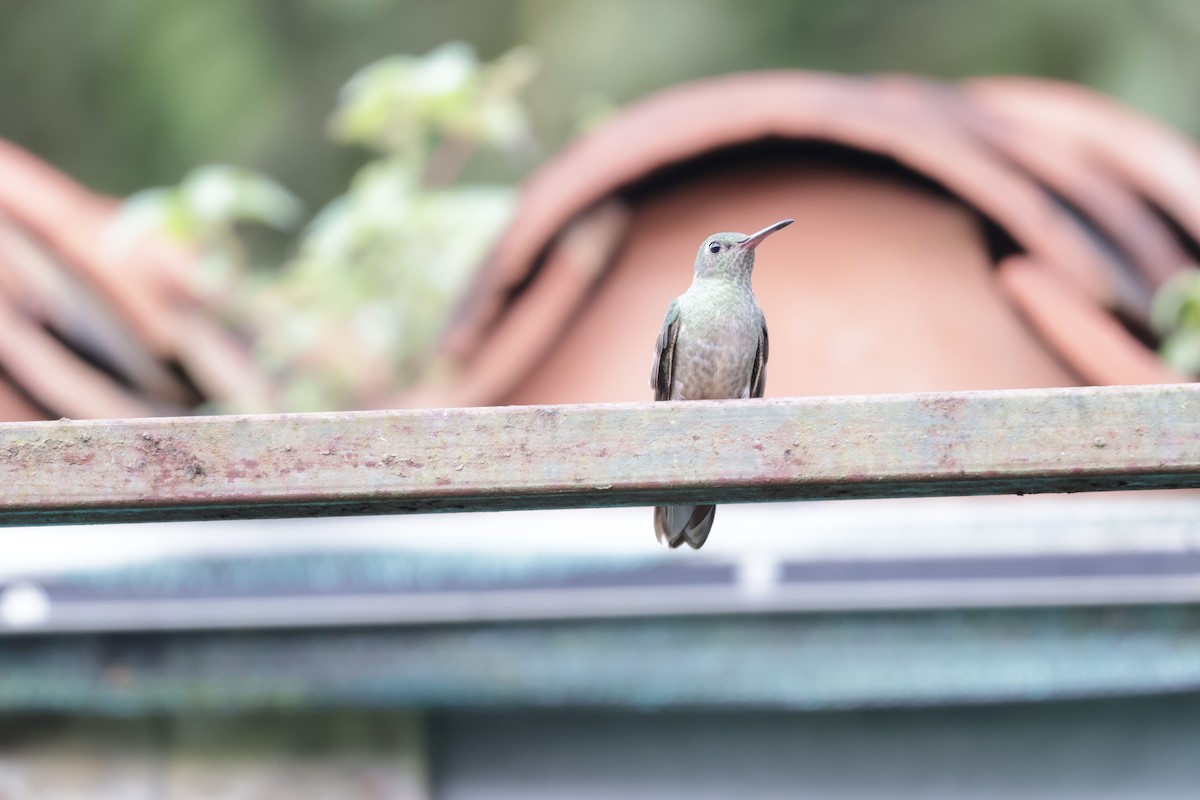 Scaly-breasted Hummingbird (Cuvier's) - ML646812921