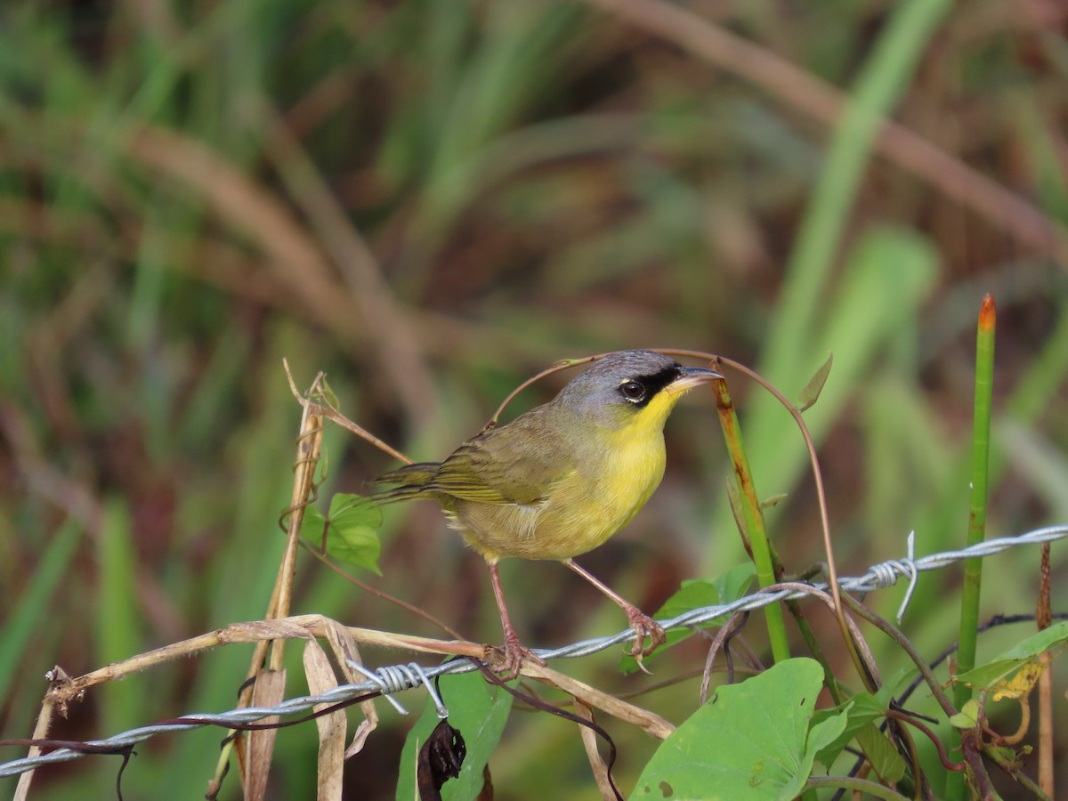 ハシブトアメリカムシクイ - ML646812925