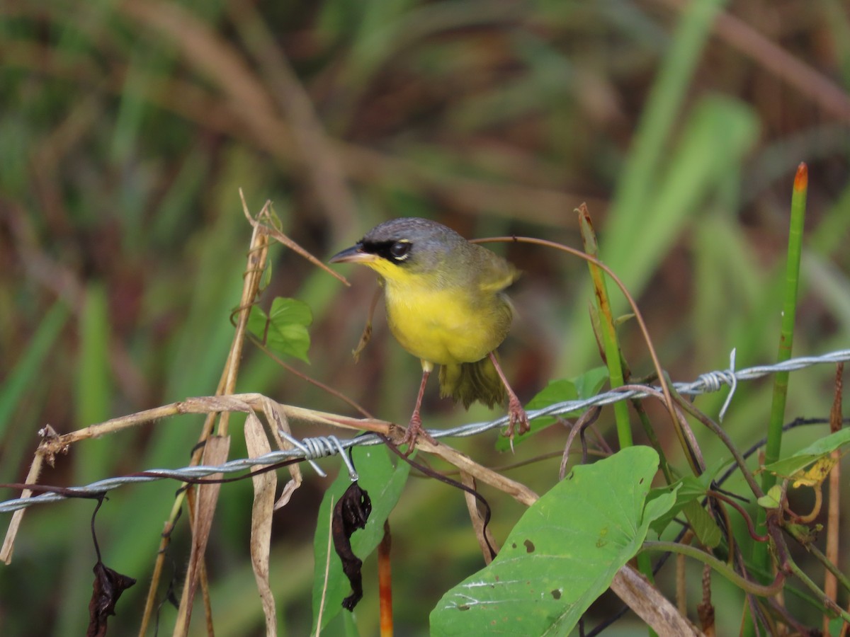 ハシブトアメリカムシクイ - ML646812926