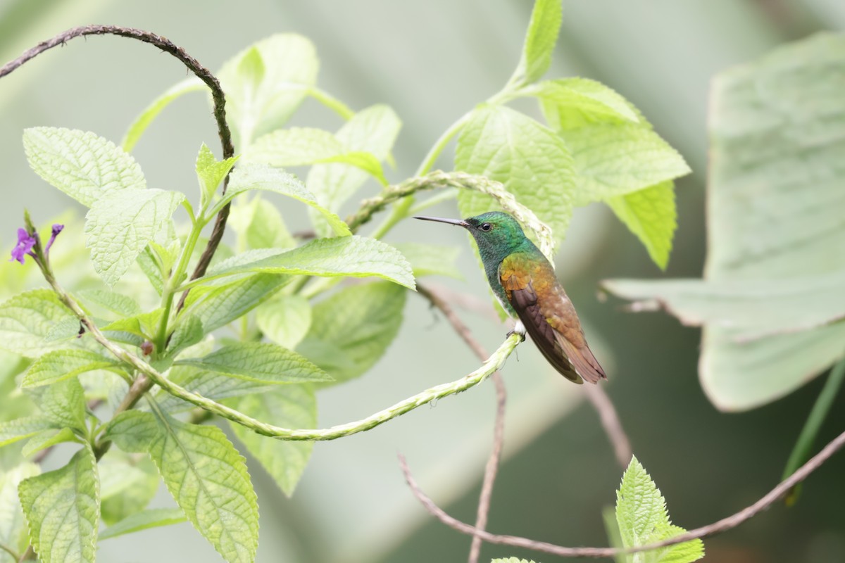 Snowy-bellied Hummingbird - ML646812929