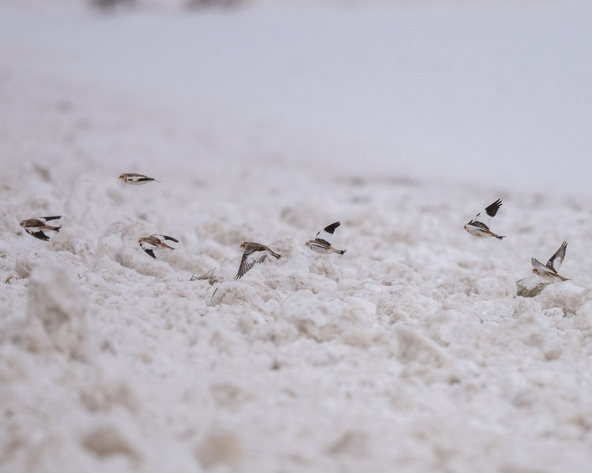 גיבתון שלג - ML646812930