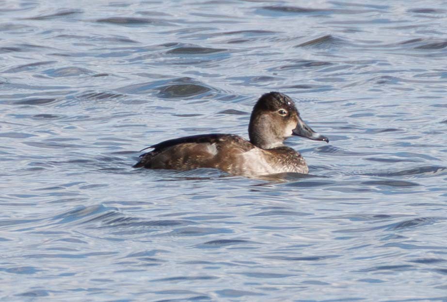 Ring-necked Duck - ML646812931