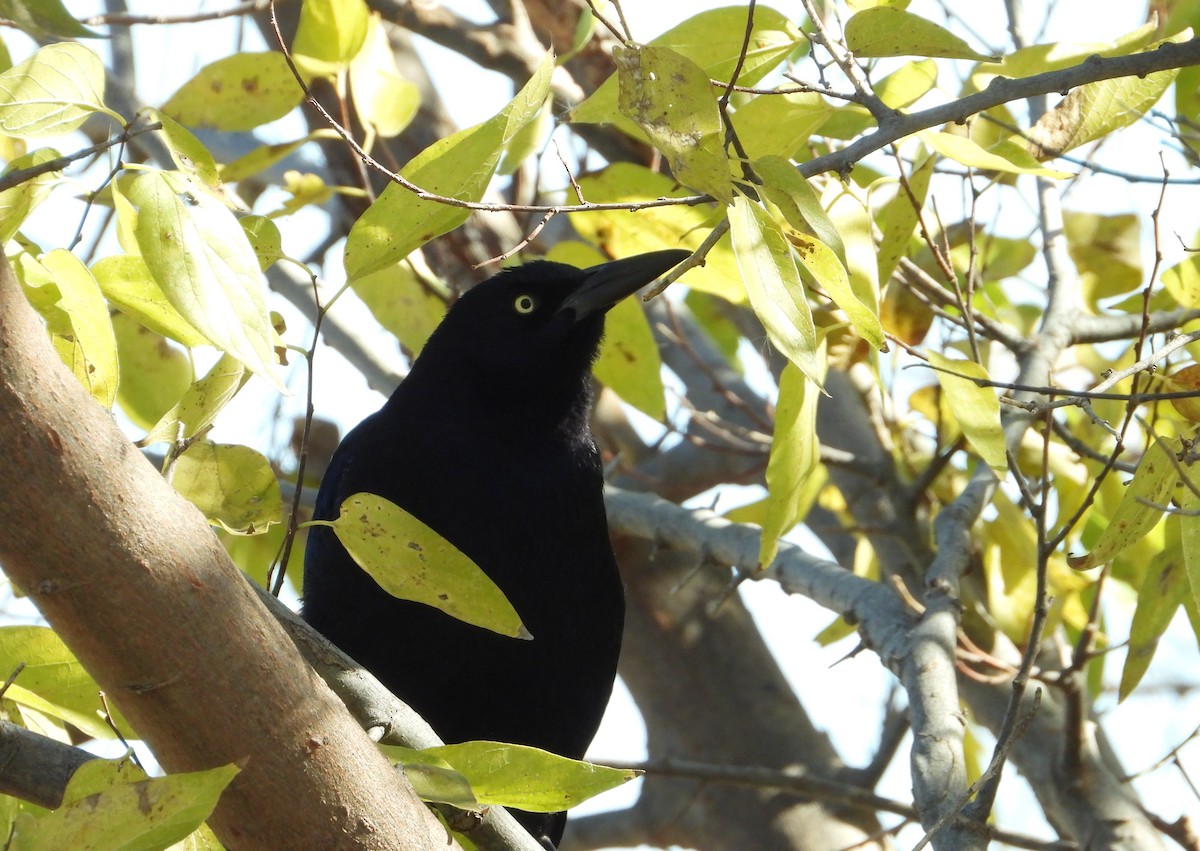 Great-tailed Grackle - ML646812932