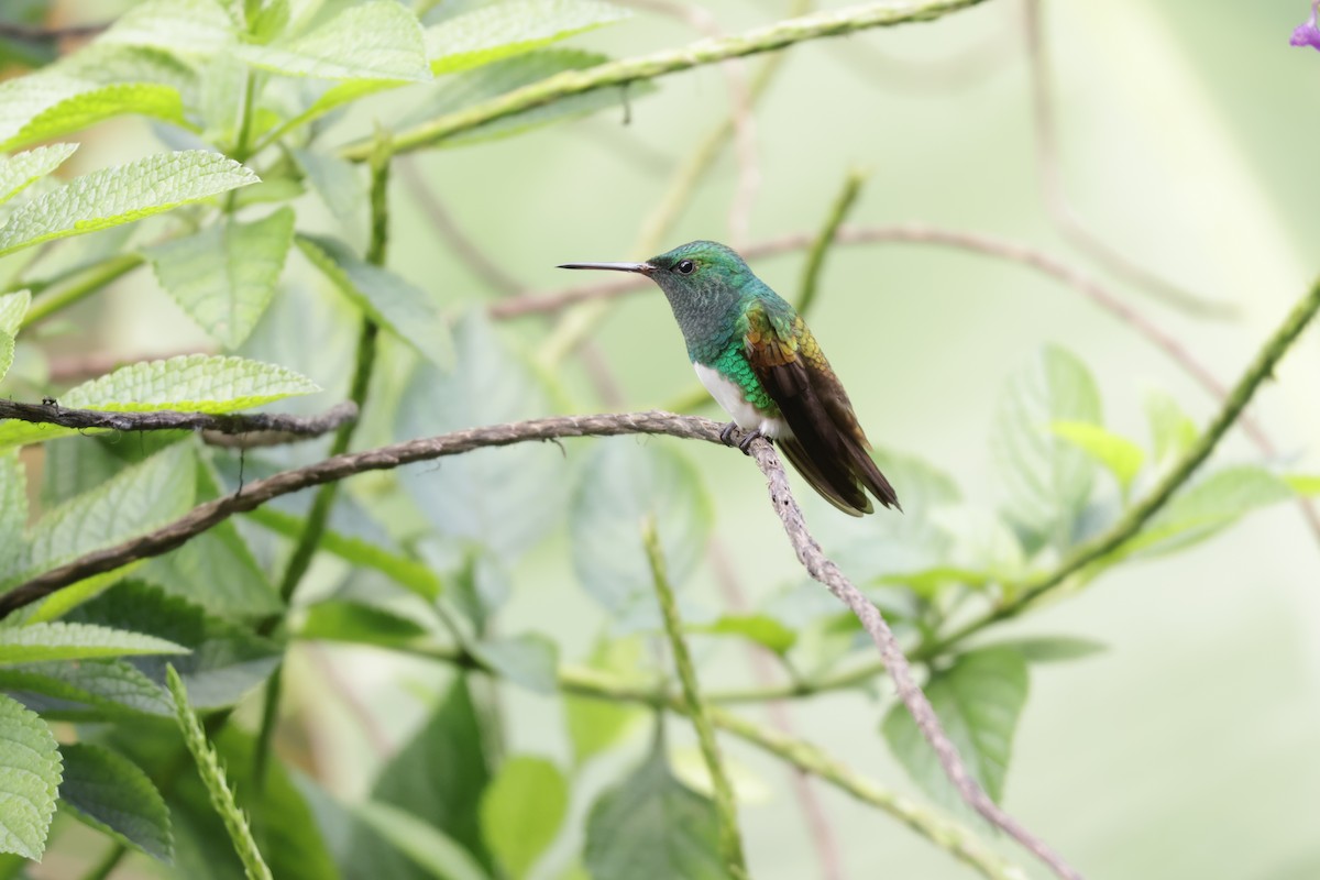 Snowy-bellied Hummingbird - ML646812934