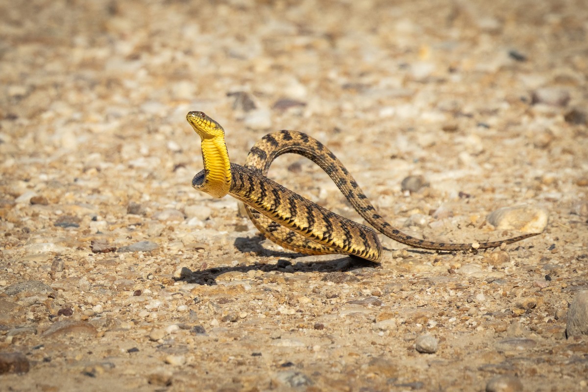 Diamondback Watersnake - ML646812937