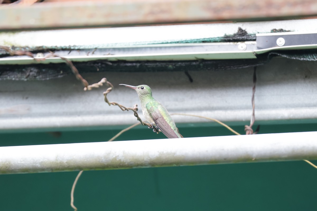 Scaly-breasted Hummingbird (Cuvier's) - ML646812940