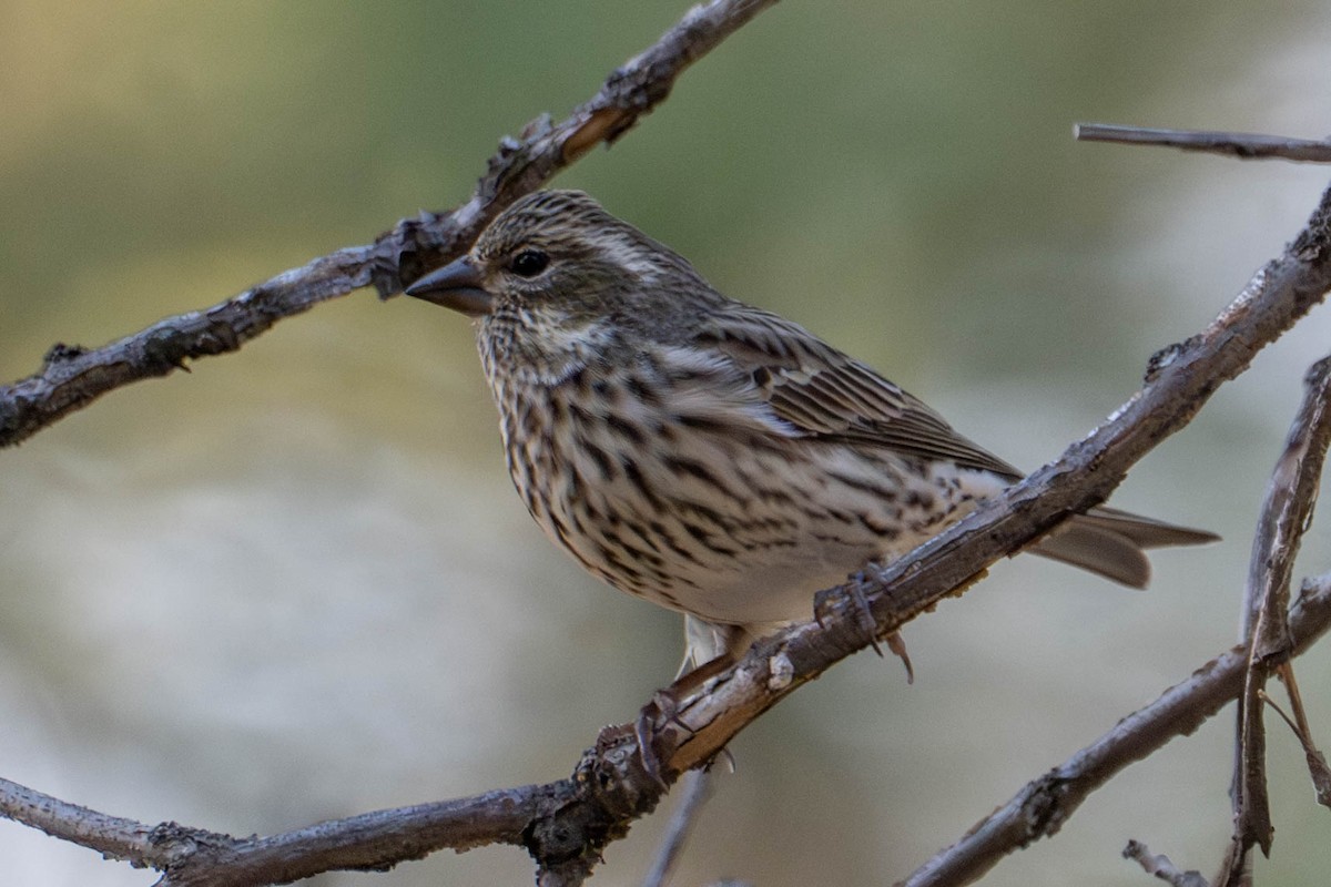 Cassin's Finch - ML646812941