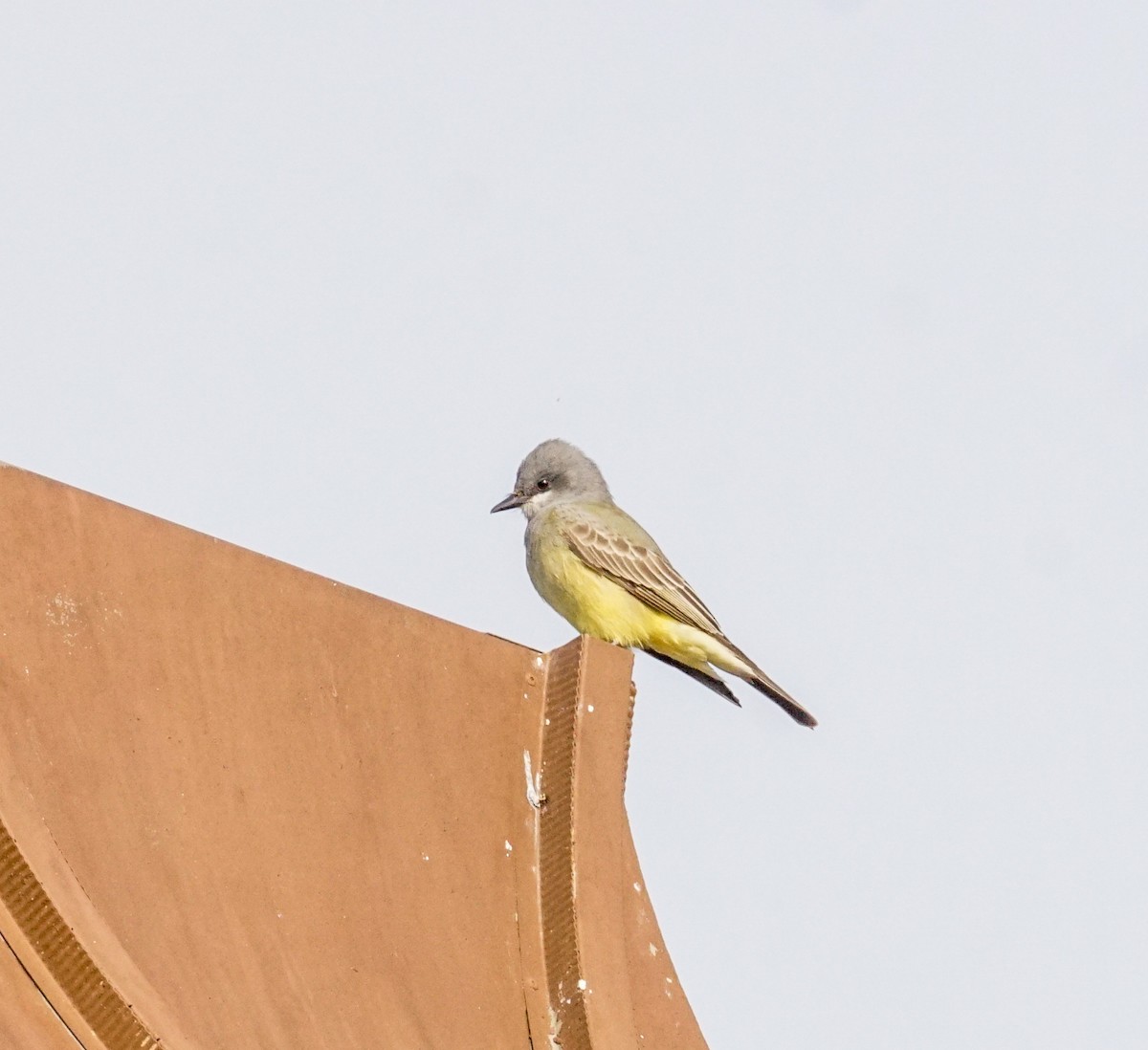 Cassin's Kingbird - ML646812942