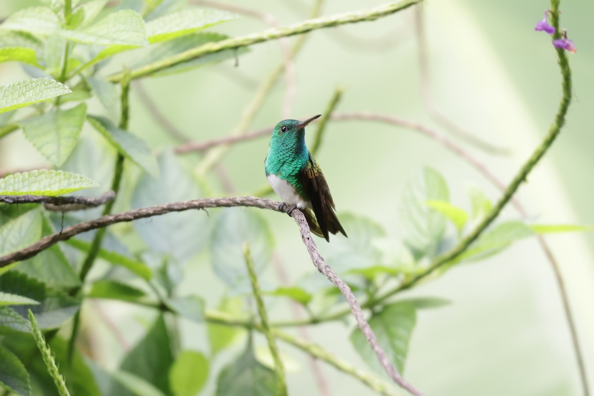 Snowy-bellied Hummingbird - ML646812944