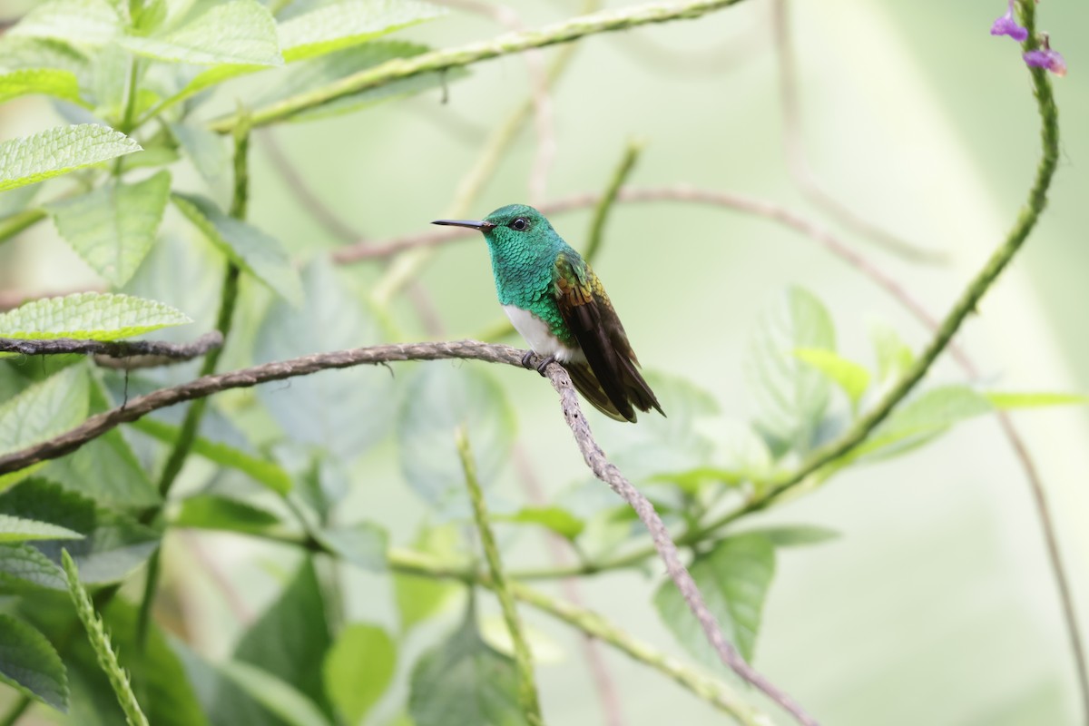 Snowy-bellied Hummingbird - ML646812946