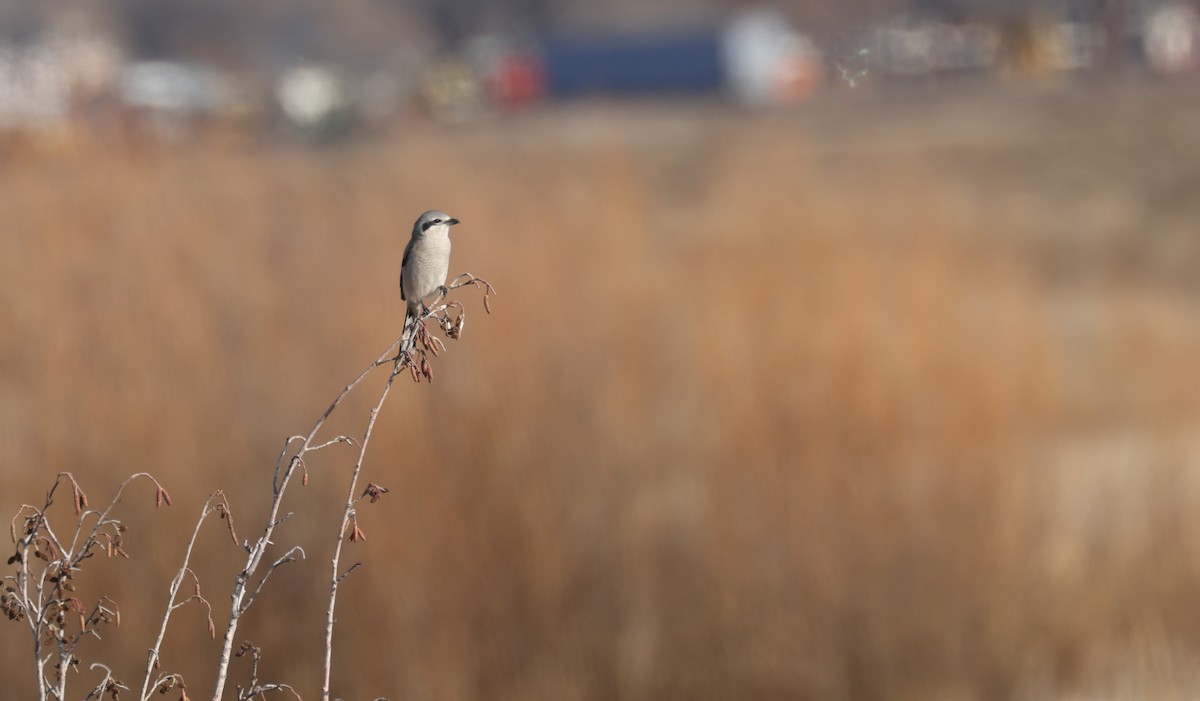Northern Shrike - ML646812948