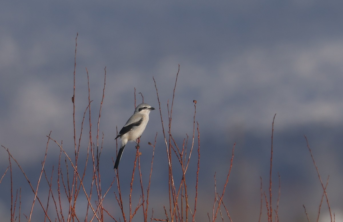 Northern Shrike - ML646812949