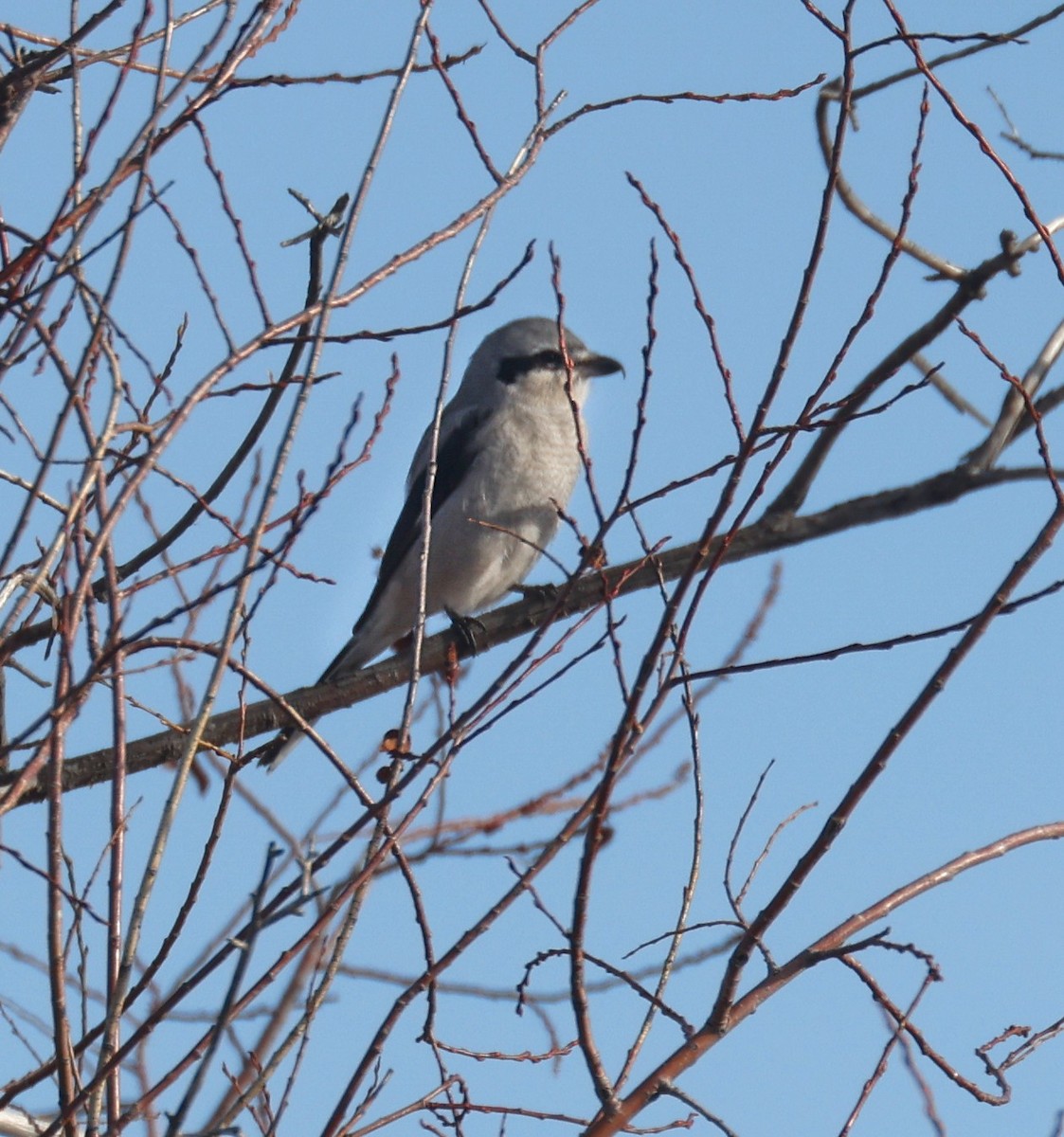 Northern Shrike - ML646812950