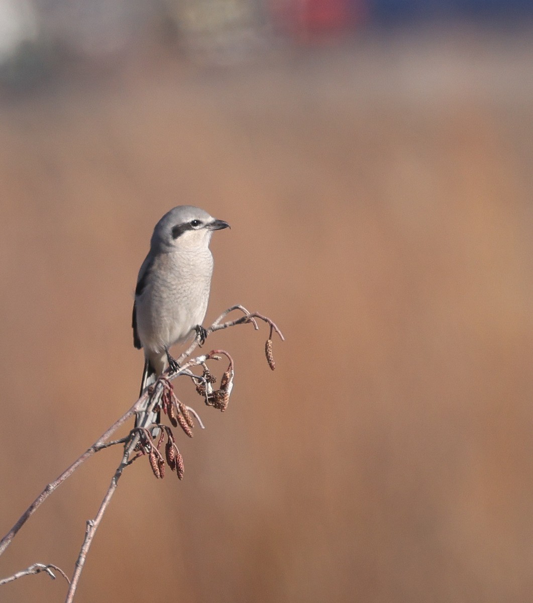 Northern Shrike - ML646812951