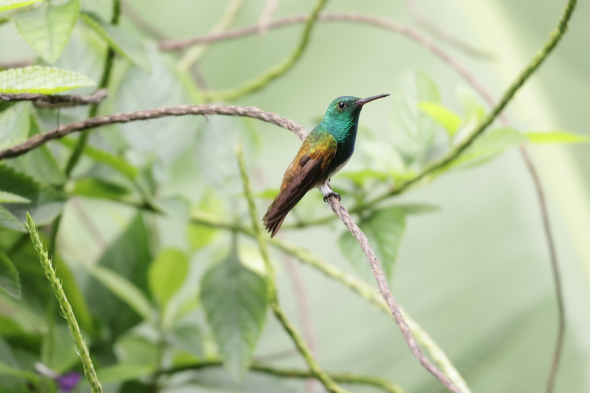 Snowy-bellied Hummingbird - ML646812952