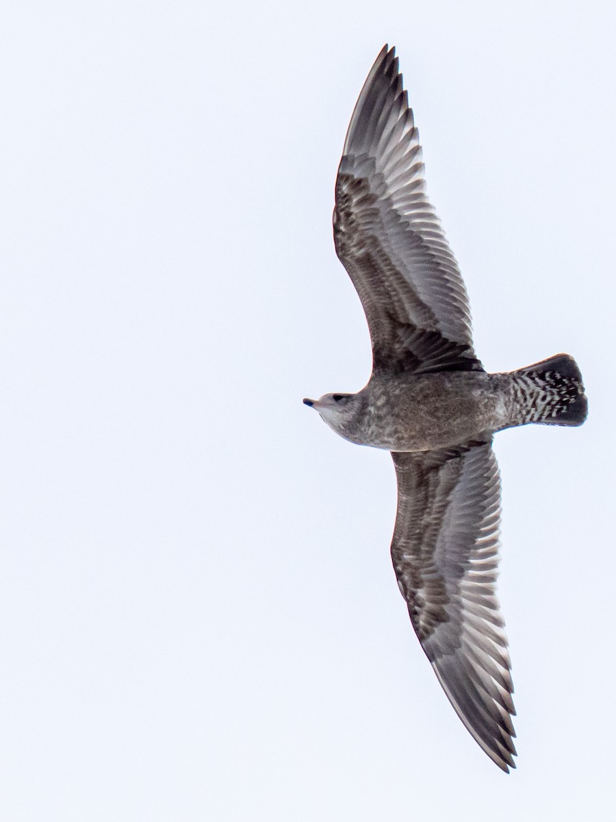 Американская чайка - ML646812953