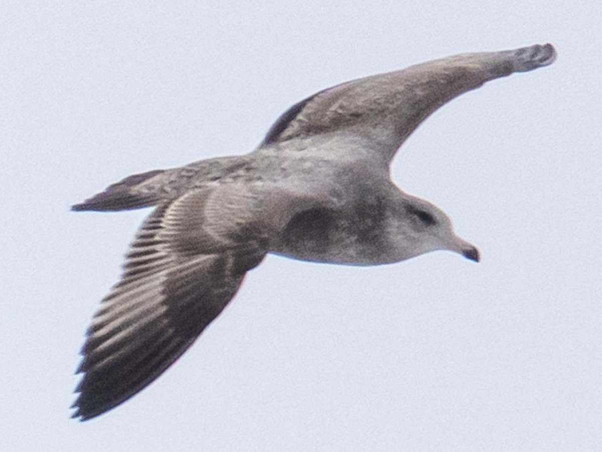 Американская чайка - ML646812954