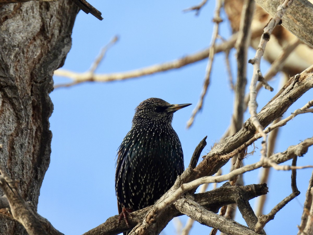 European Starling - ML646812955