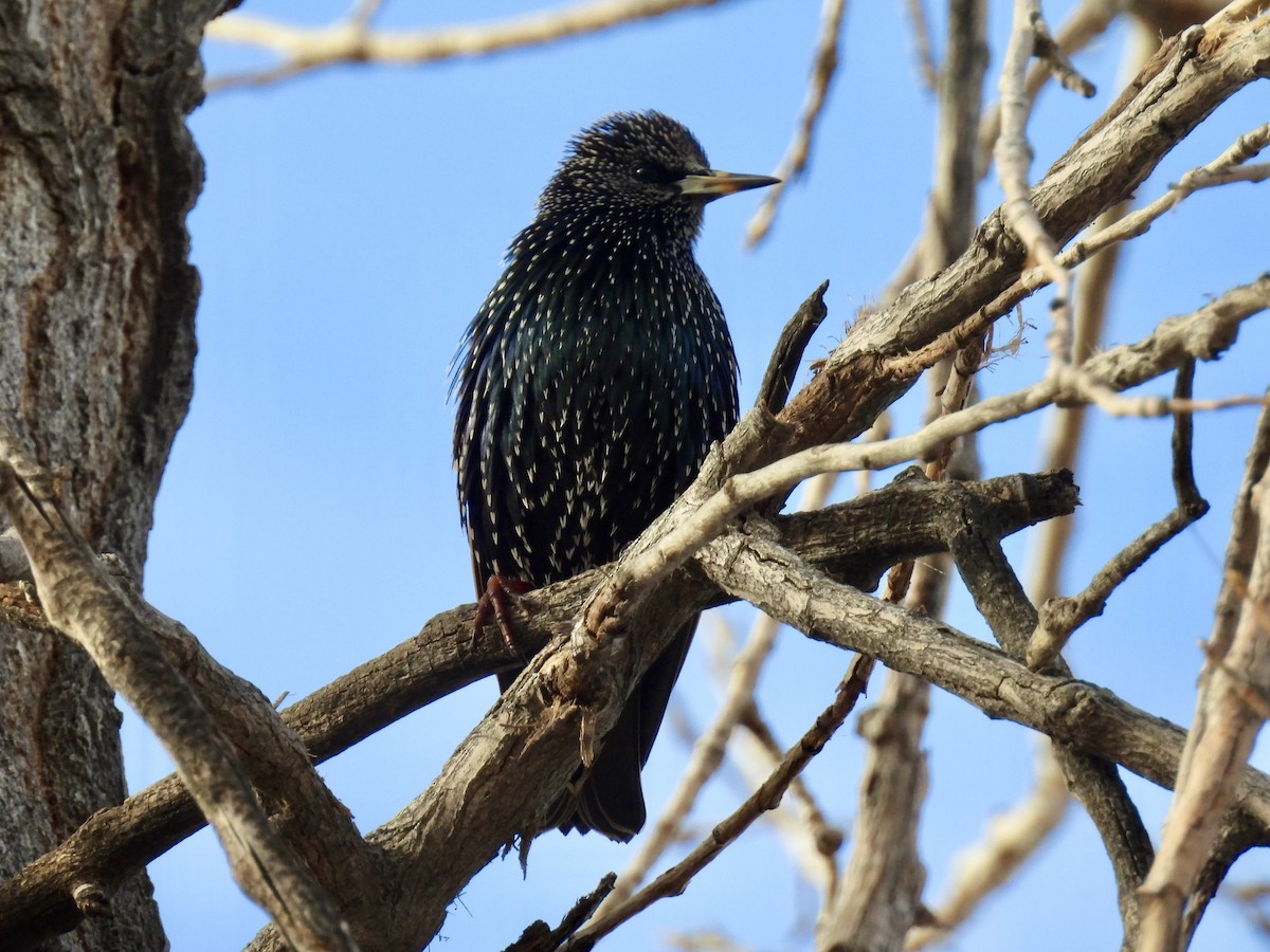 European Starling - ML646812956