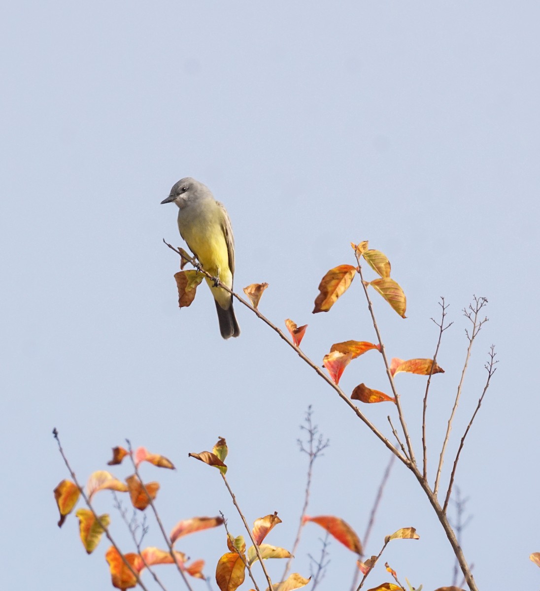 Cassin's Kingbird - ML646812957