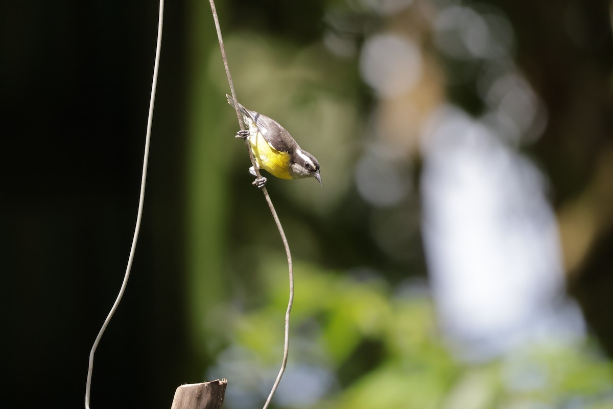 Sucrier à ventre jaune - ML646812958