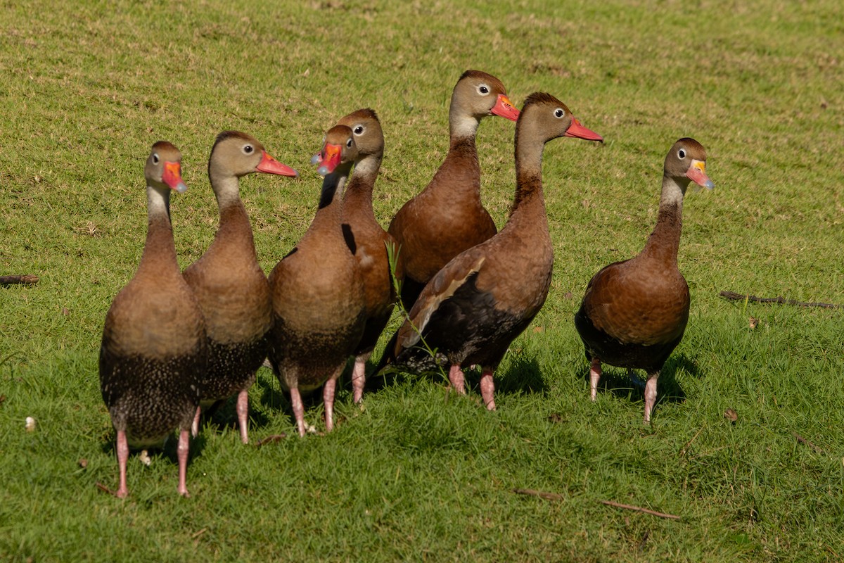 アカハシリュウキュウガモ - ML646812959