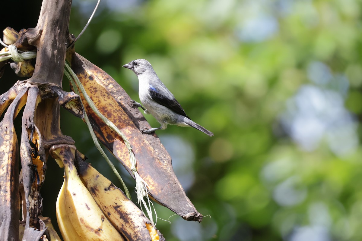 Plain-colored Tanager - ML646812961