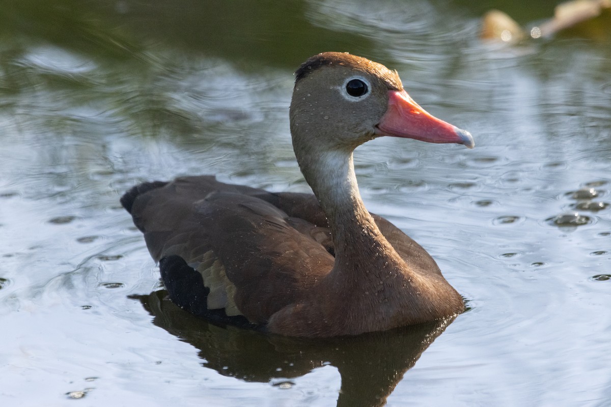 アカハシリュウキュウガモ - ML646812962