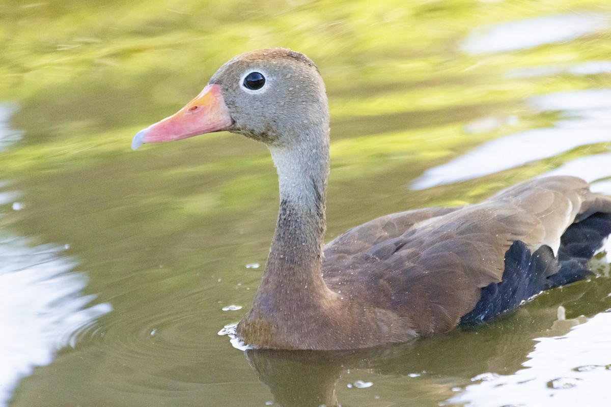 アカハシリュウキュウガモ - ML646812963